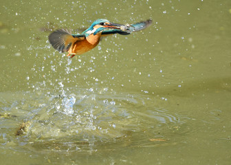 カワセミの捕食
