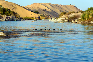 Moorhens on the Nile river near Cairo with a dune bottom of the Sahara desert and tourist boats. In the background the tomb of the Aga Khan