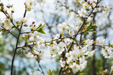 Cherry flowers in the spring garden