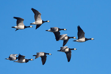 Barnacle geese (Branta leucopsis)