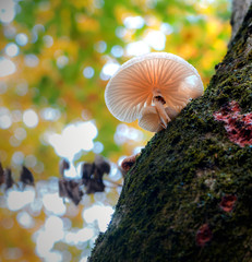 Piękny Jesienny Grzyb  © Wojciech Lisiński