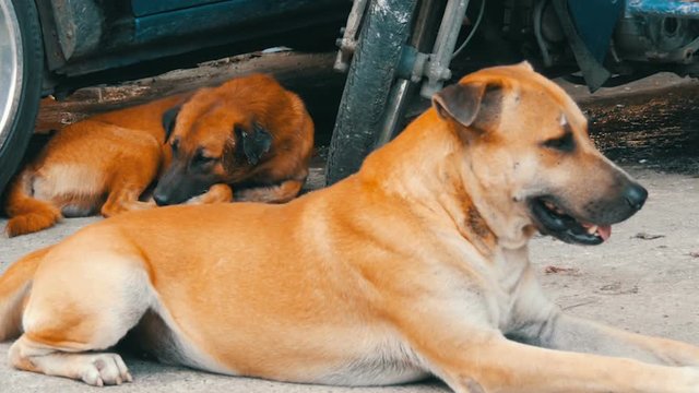 Cute homeless dogs lie on street