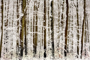 Fototapeta na wymiar Trees covered with snow in the winter forest