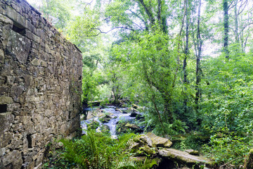 Wall of a ruined stone house and small mountain river with a very fast current, inside a typical atlantic forest in Galicia, Spain