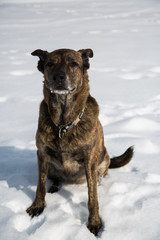 Dog is sitting in the snow