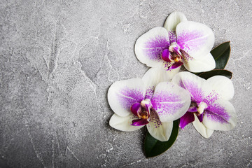 Fototapeta premium Pink orchids flowers