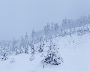 Beautiful winter forest of Beskid Slaski