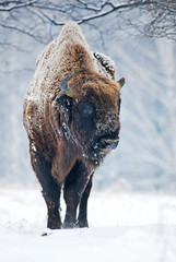 European Bison, Bison Bonasus, big herbivore herd in winter, endangered mammal, Slovakia