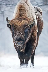 Zelfklevend Fotobehang Europese bizon, bizonbonasus, grote herbivoor in de winter, portret van bedreigd dier, Slowakije © peterfodor