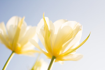 Obraz premium Spring Blooming #Yellow Tulip Blossoms #Closeup