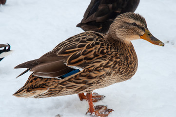 Mallard duck in the snow