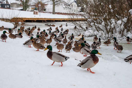 Mallard ducks in the snow