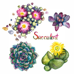 Succulent blooming collection, Fenestraria rhopalophylla - Baby's Toes, Pleiospilos compactus, kwaggavy and leaves top view, hand painted watercolor illustration with inscription white background