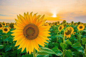 Vibrant beautiful sunflower field close-up wide angle view in sunset in summer