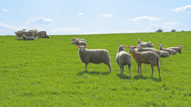 Dreamlike scene of a herd of sheep on the pasture, Lüneburger Heide, Germany. Backlit photograph 