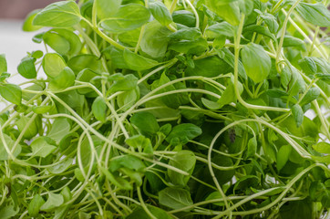 Marjoram bio herbs