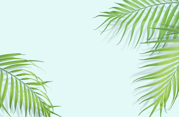 Fototapeta na wymiar Tropical palm leaves on light blue background. Minimal nature. Summer Styled. Flat lay. Image is approximately 5500 x 3600 pixels in size