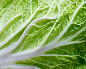 Fototapeta premium Cabbage.