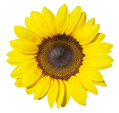Wonderful Sunflower (Helianthus annuus, Asteraceae) isolated on white background.