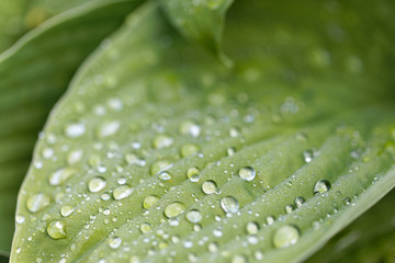Closeup of a green leaf with rain drops on a Plantain lilies also known as Hosta, short depth of focus