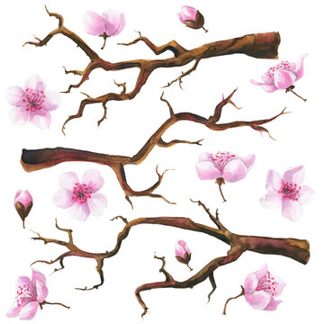 Hand drawn watercolor branches with sakura flowers set.