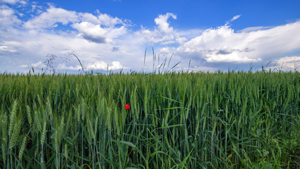 Vibrant wheat field wide able view panorama with beautiful blue sky and white clouds in spring