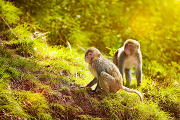 Rhesus macaques