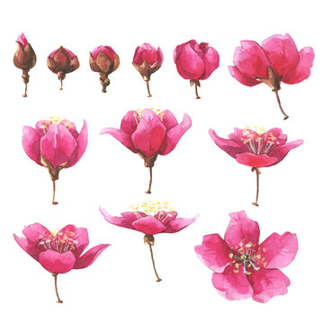 Hand drawn watercolor pink sakura flowers set.