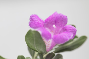 Obraz premium Purple flower on light gray background