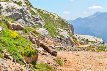 Green grass and flowers between stones in mountains