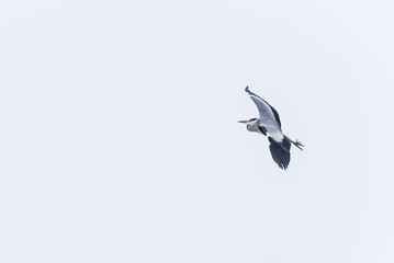 a large gray heron flew over the frozen lake