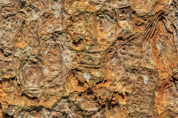 Abstract brown old bark tree wallpaper background texture