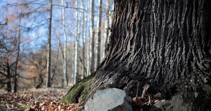 Grande albero in inverno con le foglie cadute a terra