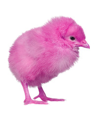 Pink chicken