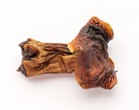 Dried mushroom.