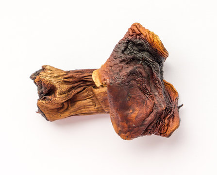 Dried mushroom.