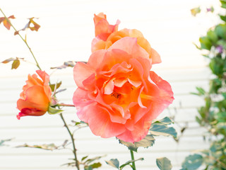Floral rose.