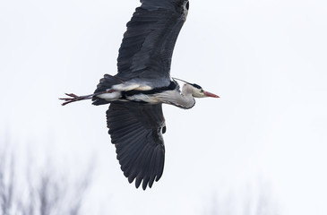 a large gray heron flew over the frozen lake