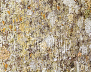 Abstract texture of an old tree bark. Natural wood background