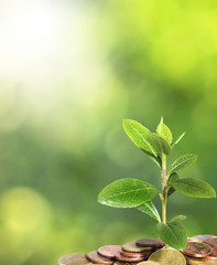 plant and coins. business and ecology concept