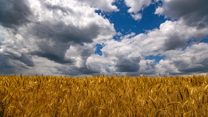 Vibrant wheat field wide angle panorama with big white clouds and blue sky