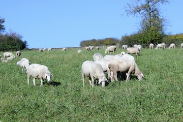 Obraz na płótnie Canvas Flock of sheep with male animals to these are called Bock or Aries and female sheep