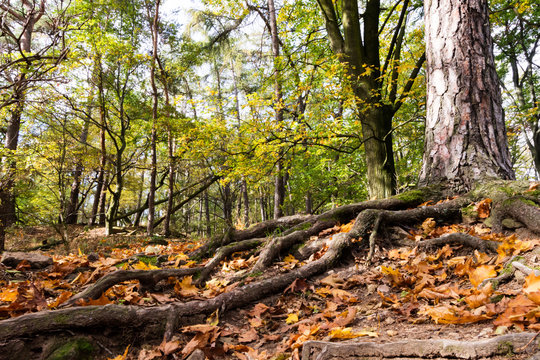 Tree with roots in a forest