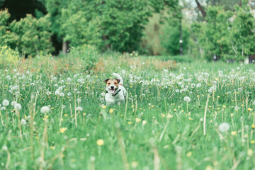 Happy playful dog playing among ripe white dandelion flowers
