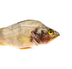 Dried Fish.