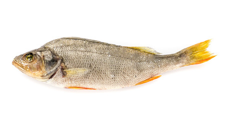 Dried Fish.
