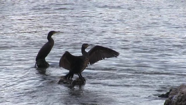 Roma, Italia. Autunno. Fiume Tevere. Cormorani che si asciugano lungo il fiume