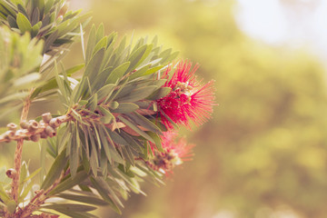 Red flower