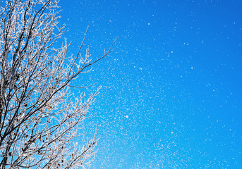 Winter tree against blue sunny sky. Winter nature background with free space for text.