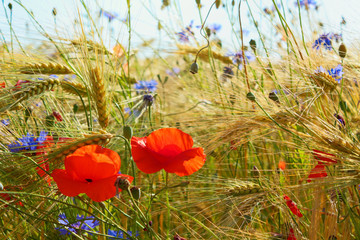 Fototapeta premium Idyllic Poppies and cornflowers in the grain field, Lüneburg Head, Germany. Backlit Photograph